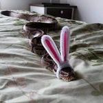 bunny_snake.jpg