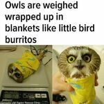 burritopollo.jpg