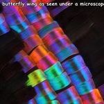 butterfly_wing.jpg