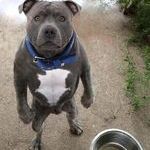 c__data_users_defapps_appdata_internetexplorer_temp_saved_images_why_my_bowl_is_empty_bro.jpg