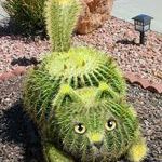 cactus_cat.jpg