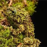 camouflage_frog.jpg