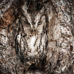 camouflage_owl2.jpg