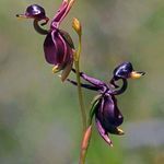 can_you_guess_why_they_call_these_flying_duck_orchids.jpeg