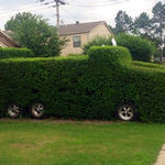 car_bush.jpg