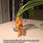 carrot_5.jpg