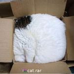 cat.rar.jpg