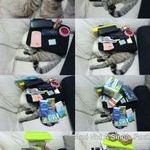 cat151.jpg