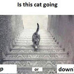cat_35.jpg