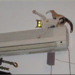 cat_ac_on.jpg