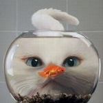 cat_and_goldfish.jpg