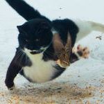 cat_attack.jpg