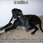 cat_dog_ebay.jpg