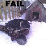 cat_dog_fail.jpg