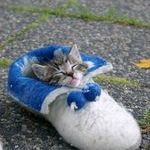 cat_in_shoe.jpg