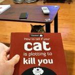 cat_is_plotting_to_kill_you.jpg