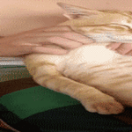 cat_massage3.gif