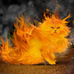 cat_on_fire.jpg