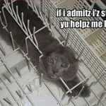 cat_stuck_in_dishwasher.jpg