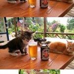 cat_taste_beer.jpg