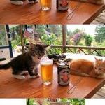 cat_taste_beer.jpg