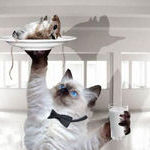 cat_waiter.jpg