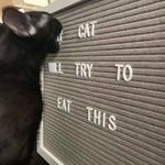 cat_will_try.jpg