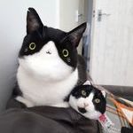 catfaceswap.jpg