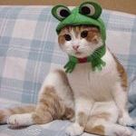 catfrog.jpg