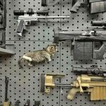 catgun.jpg