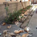 catnip_brings_all_the_cats_to_the_yard.jpg
