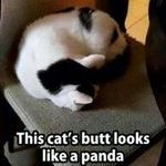 catpanda.jpg