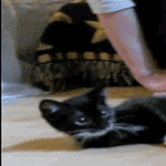 cats24.gif