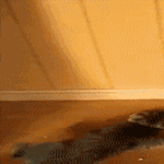 cats26.gif