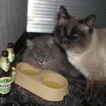 cats7.jpg