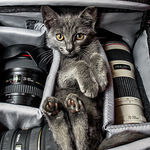 cats_are_always_camera_ready.jpg