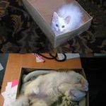 cats_favorite_box_then_and_now.jpg