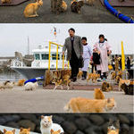 cats_occupied_an_island_in_japan.jpg