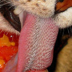 cats_tongue.jpg