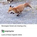 chasingfox.jpg