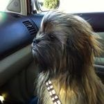 chewbacca_dog.jpeg