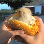 chicken_burger.jpg