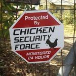 chicken_security.jpg