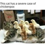 chickenbox.jpg