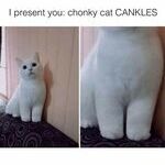 chonkycat.jpg
