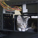 computer_cat.jpg