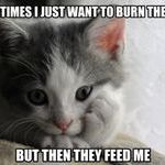 contemplative_kitten_has_a_dilemma.jpg