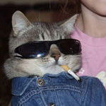 cool_cat.jpg