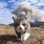 cool_cats_dont_look_at_explosions.jpg
