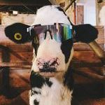 cool_cow.jpg